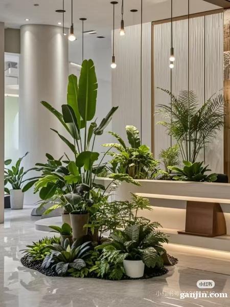 办公室绿植租摆花卉租赁 办公室绿植租摆花卉租赁