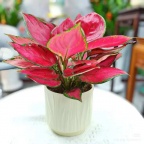 办公室绿植花卉租摆